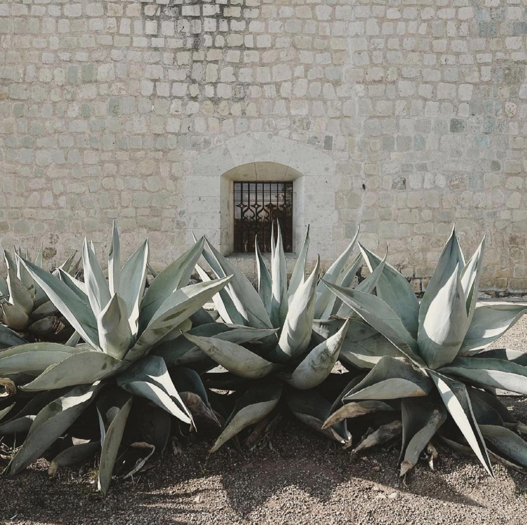 Casa Bonita Hotel & Cocina Oaxaca المظهر الخارجي الصورة